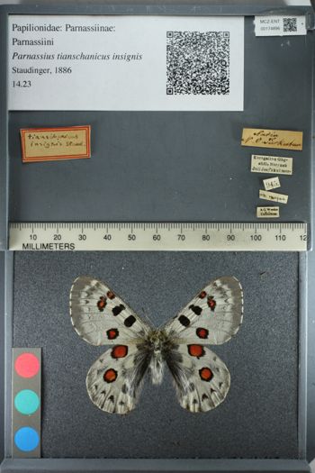 Media type: image;   Entomology 174896